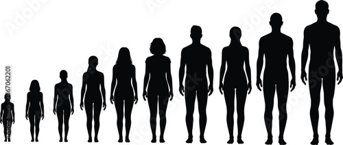 Human age progression silhouette lineup illustrating growth stages and height comparison from childhood to adulthood in clean black and white design