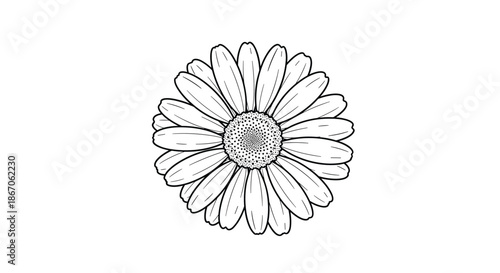 Detailed hand drawn sketch of a daisy flower in black and white featuring textured petals and a stippled center.