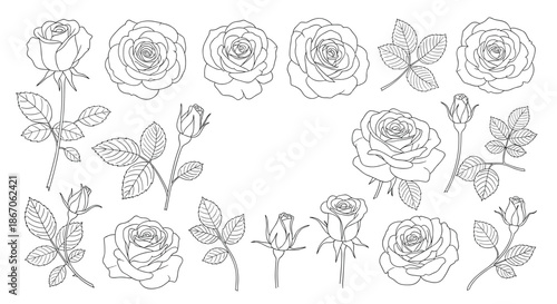 Detailed collection of rose flower sketches including blooming buds and various leaves rendered in clean black and white line art style.