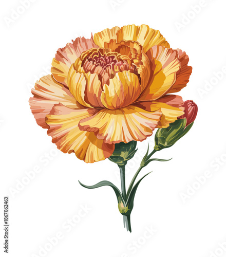 Detailed watercolor vector illustration of a lush orange and yellow carnation with ruffled petals, green stem, and unopened bud. Isolated on transparent background.