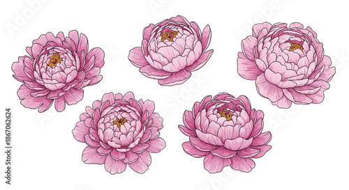 Beautiful set of five hand-drawn pink peony flowers with detailed shading and realistic textures isolated on a plain white background.