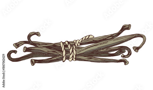 Vanilla pods in bunch vector