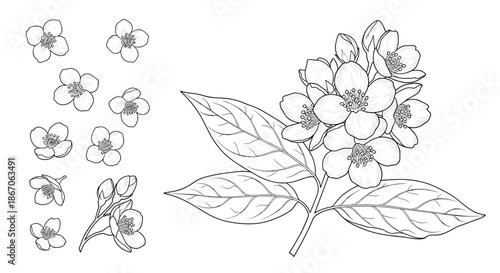 Botanical illustration of a jasmine branch with blooming flowers along with several individual floral elements in black and white line art.