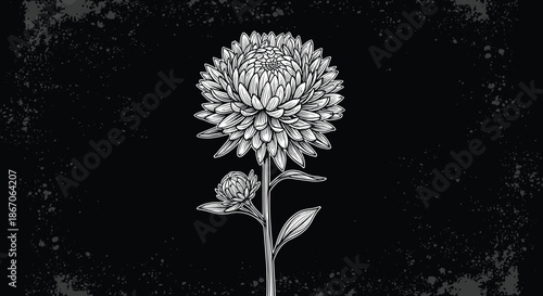Detailed sketch of a beautiful blooming flower with many thin petals on a long stem set against a textured dark black background style.