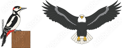 Bird species vector illustration showing woodpecker perched and bald eagle flying with spread wings isolated on white background