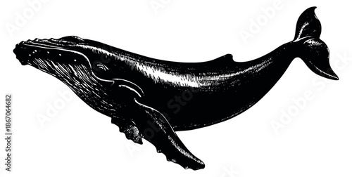 Hand drawn line art illustration of a humpback whale depicting a swimming marine mammal for wildlife designs