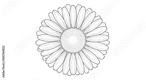 Detailed hand drawn sketch of a daisy flower in black and white featuring textured petals and a stippled center.