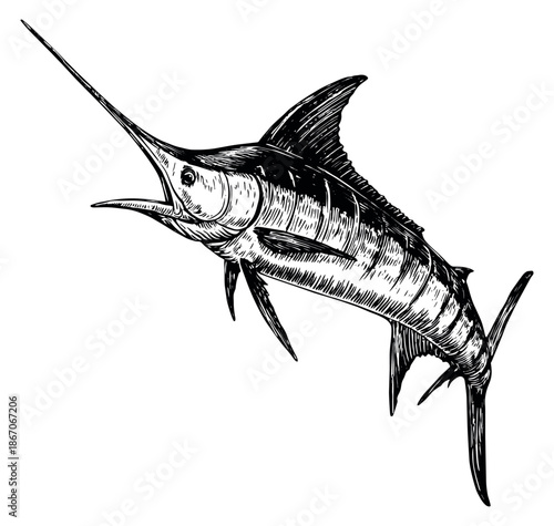 Hand drawn line art illustration of a marlin fish depicting a powerful swimming pose for fishing and marine life