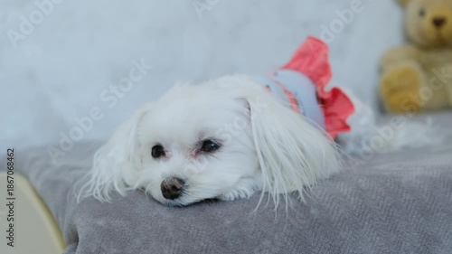 Sad Maltese Dog Lying on Bed Waiting. Lonely Pet Emotion, Melancholic Animal Portrait.