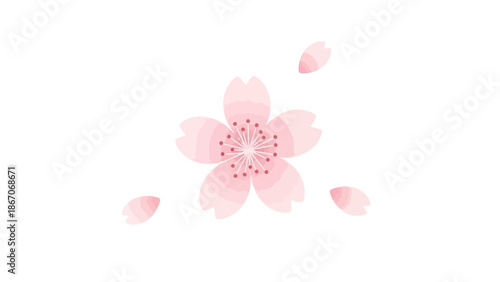 A delicate pink cherry blossom flower with five petals and several detached petals floating around it, set against a clean white background.