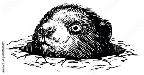 Hand drawn line art illustration of an otter depicting its head peeking out of water for wildlife designs