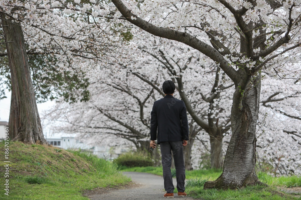 Obraz premium 桜並木を散歩するビジネスマン