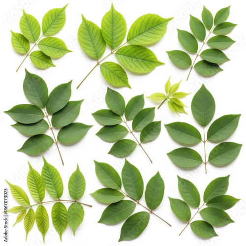 Collection of various green leaves on delicate stems isolated on transparent background
