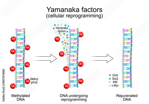 Yamanaka factors. Cellular reprogramming. Methylated DNA, DNA undergoing reprogramming, and Rejuvenated DNA