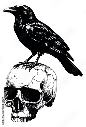 Hand drawn line art illustration of a raven depicting it perched on a human skull for gothic themed designs