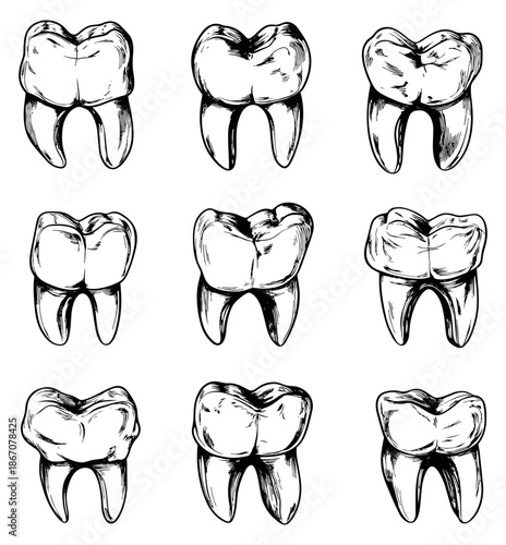 Hand drawn line art teeth set featuring various molar illustrations for dental and medical concepts
