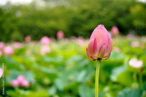 夏の湿地帯で今にも開花しようとしているハスの蕾を捉えた写真です。背景には満開のハスや緑の葉が美しくボケて広がり主役の蕾の鮮やかなピンク色が際立つ静かな生命の誕生を感じさせる一枚です。