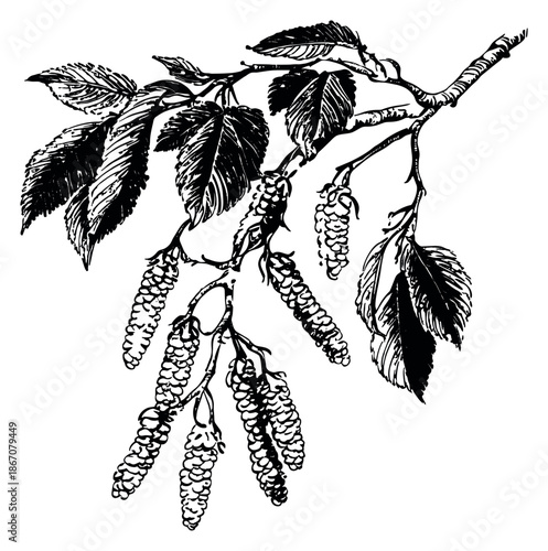 Hand drawn line art illustration of an alder branch depicting leaves and catkins for botanical studies