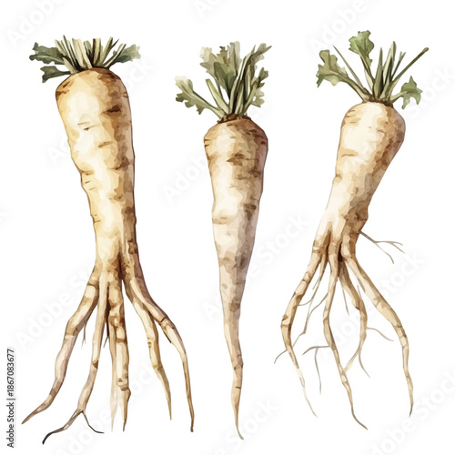 Minimal yet artistic elements for creative designs. hand-drawn paint, Simple Illustration, A beautiful painting of sweet flag root, EPS format, isolated on a white background