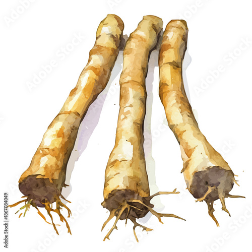 Minimal yet artistic elements for creative designs. hand-drawn paint, Simple Illustration, A beautiful painting of tagar root, EPS format, isolated on a white background