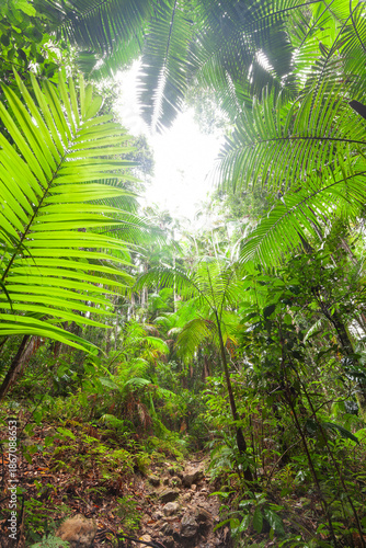 upward view into ancient Gondwana forest canopy at Minyon Falls track, Lismore, Nightcap National Park, New South Wales, Australia.