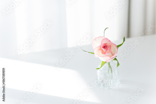 Pink Rose in Glass Vase on White Table with Sunlight, Minimalist Copy Space Background