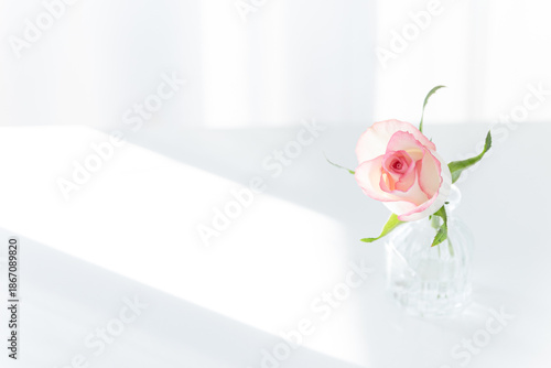 Pink Rose in Glass Vase on White Table with Sunlight, Minimalist Copy Space Background