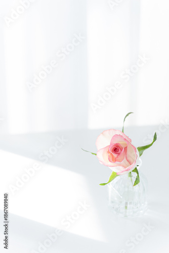 Pink Rose in Glass Vase on White Table with Sunlight, Minimalist Copy Space Background
