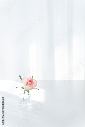 Pink Rose in Glass Vase on White Table with Sunlight, Minimalist Copy Space Background