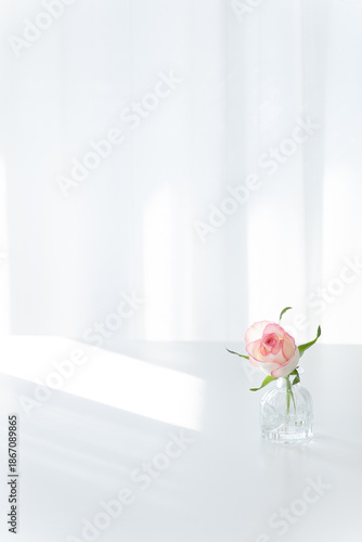 Pink Rose in Glass Vase on White Table with Sunlight, Minimalist Copy Space Background