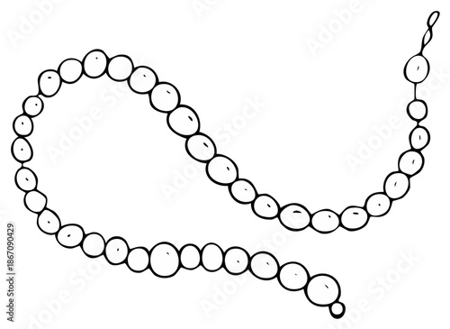 Hand-drawn illustration of a simple, flowing strand of pearls, artistic sketch, isolated on white