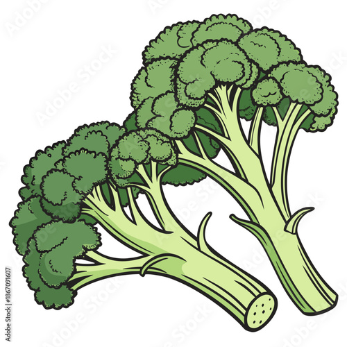 Organic Fresh Broccoli Vegetable Illustration