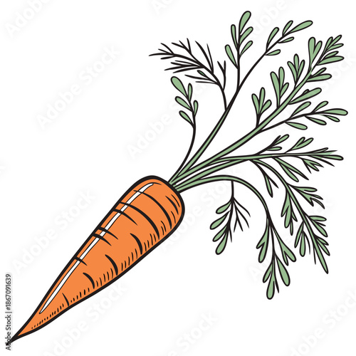 Ripe Orange Carrot Isolated on White Background