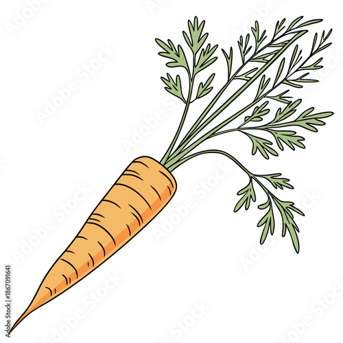 Single Fresh Orange Carrot Vector Illustration