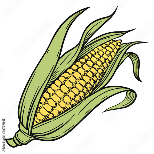 Sweet Corn Cob with Husks Vector Art