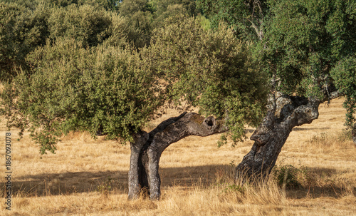 Wallpaper Mural Ancient Oak Trees in a Sunlit Meadow Torontodigital.ca