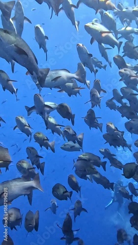 Twinspot snapper (Lutjanus bohar). Taken in Shark&Yolanda Reef, Egypt.