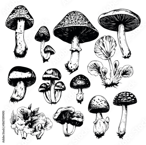 Hand drawn mushroom set featuring various fungi for nature inspired designs