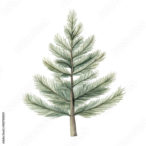 Watercolor illustration of a small evergreen pine tree.