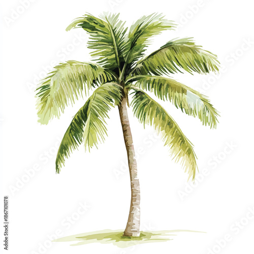 Watercolor illustration of a tall palm tree with green leaves and a brown trunk.