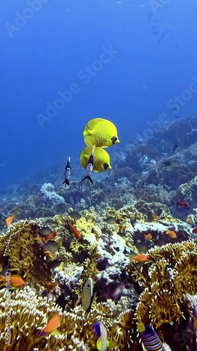 Masked Butterflyfish (Chaetodon semilarvatus) and Red Sea Bannerfish. Taken in Sharm El Sheikh, Egypt.