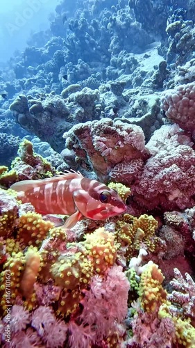 Blacktip grouper (epinephelus fasciatus). Taking in Red Sea, Egypt.