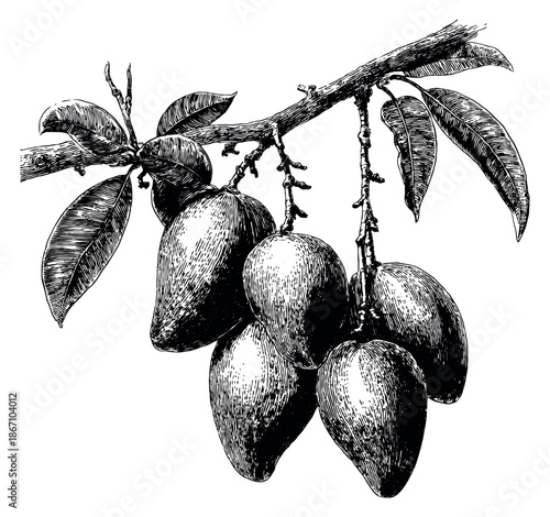 Hand drawn line art illustration of mangoes on a branch depicting ripe tropical fruit for food and nature designs