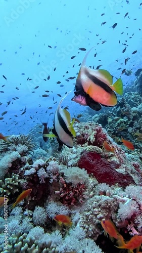 Red Sea Bannerfish (Heniochus intermedius). Sharm el Sheikh, Egypt.