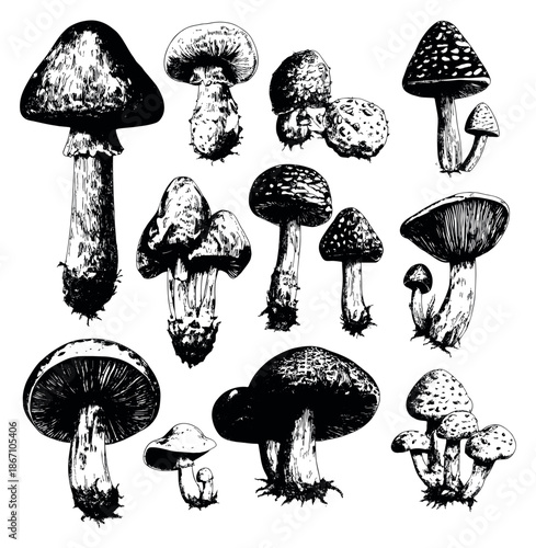 Hand drawn mushroom set featuring various types of fungi for nature inspired design