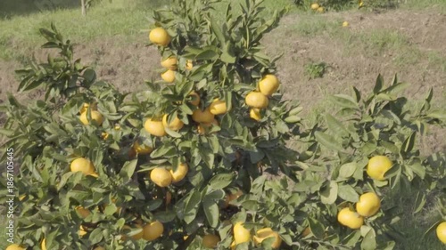 Mandarin Orange Tree Heavy with Fruit: Winter Orchard Landscape