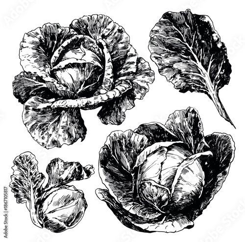 Hand drawn cabbage set featuring whole heads and a single leaf for cooking and healthy eating themes