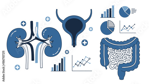 Illustrative representation of human anatomy and internal organs alongside medical data charts for health analysis