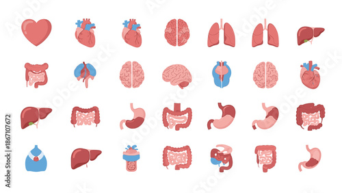 Extensive Vector Illustrations of Essential Human Organs for Medical Education, Anatomy, and Health Concepts