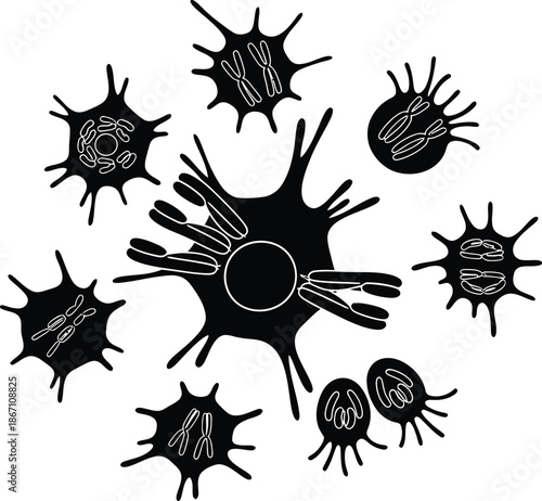 Black and white illustration depicting a biological process involving cell division and various stages of chromosomes within stylized cells